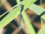 vDamselFly.jpg